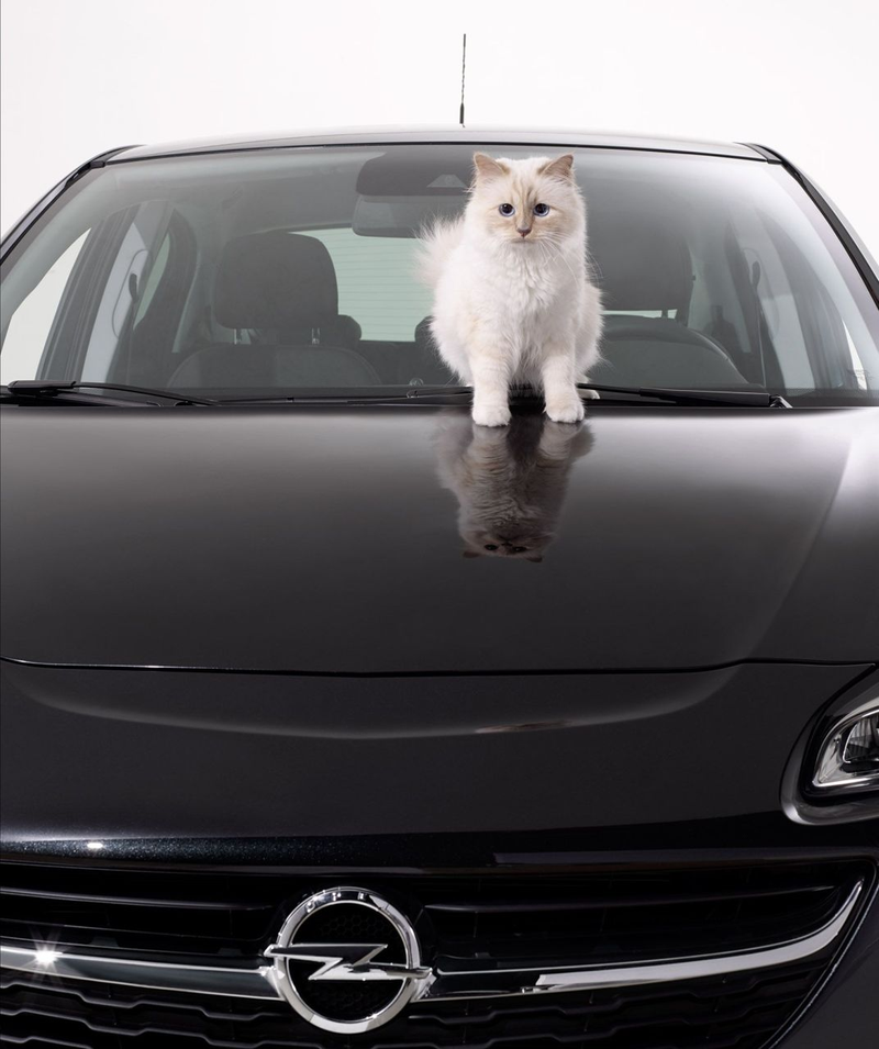 Illustration for article titled Karl Lagerfeld's Cat Is Now (Adorably) Advertising Cars
